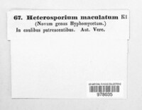 Heterosporium maculatum image